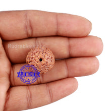 Load image into Gallery viewer, Non Mukhi Rudraksha from Indonesia - Bead No. 18
