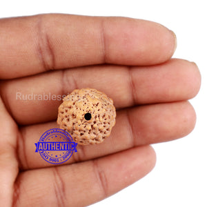 Non Mukhi Rudraksha from Indonesia - Bead No. 19