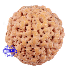 Non Mukhi Rudraksha from Indonesia - Bead No. 19