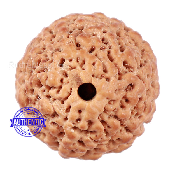 Non Mukhi Rudraksha from Indonesia - Bead No. 20