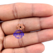 Load image into Gallery viewer, None Mukhi Rudraksha from Indonesia - Bead No. 6
