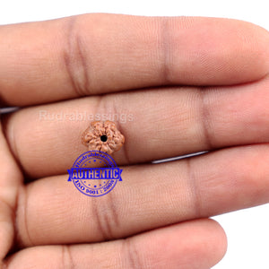 None Mukhi Rudraksha from Indonesia - Bead No. 6