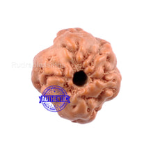 Load image into Gallery viewer, None Mukhi Rudraksha from Indonesia - Bead No. 6
