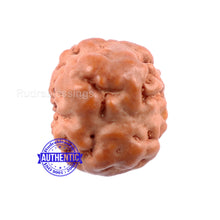 Load image into Gallery viewer, None Mukhi Rudraksha from Indonesia - Bead No. 6
