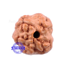 Load image into Gallery viewer, None Mukhi Rudraksha from Indonesia - Bead No. 6
