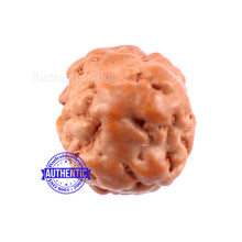 Load image into Gallery viewer, None Mukhi Rudraksha from Indonesia - Bead No. 6
