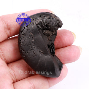 Sesh Narsimha Shaligram - 119